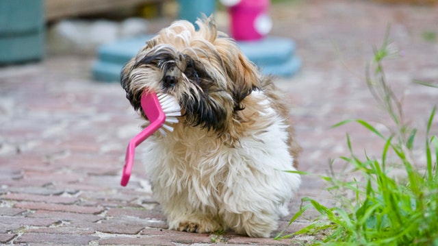 shihtzu long hair