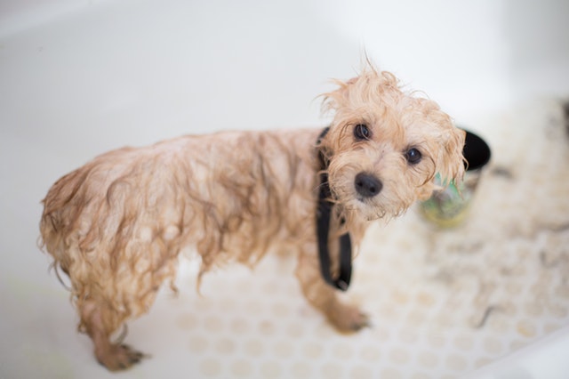 adorable pet grooming