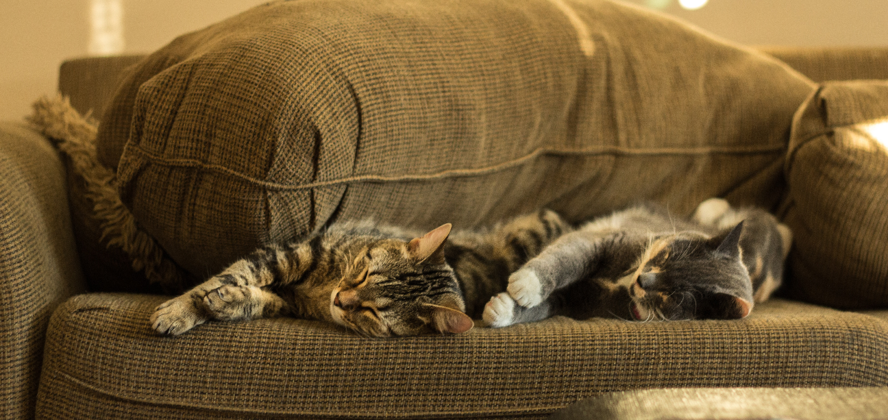 cats nap on couch