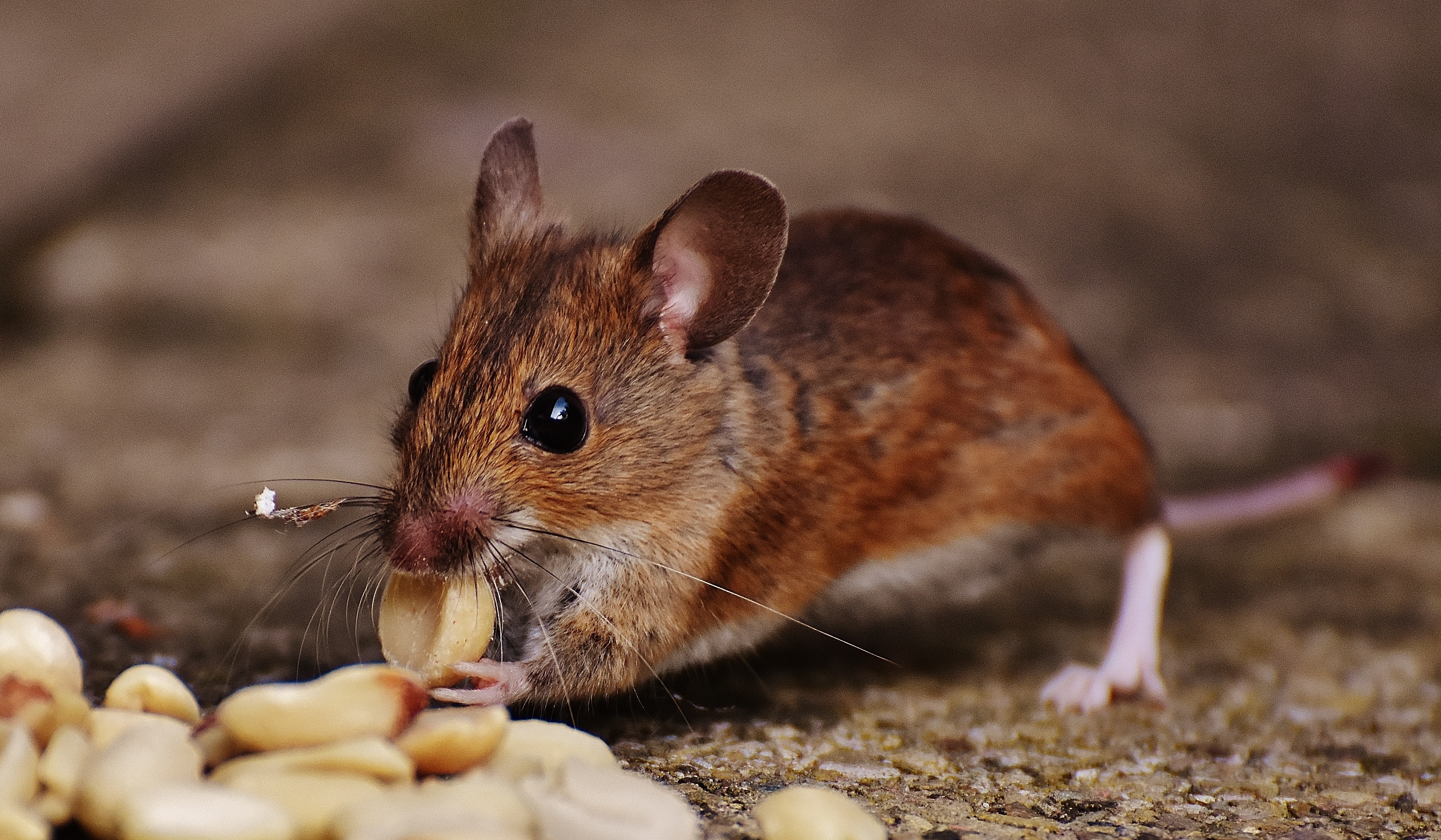 brown rat brown rat