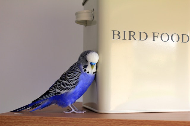 animal-budgerigar-container-416189