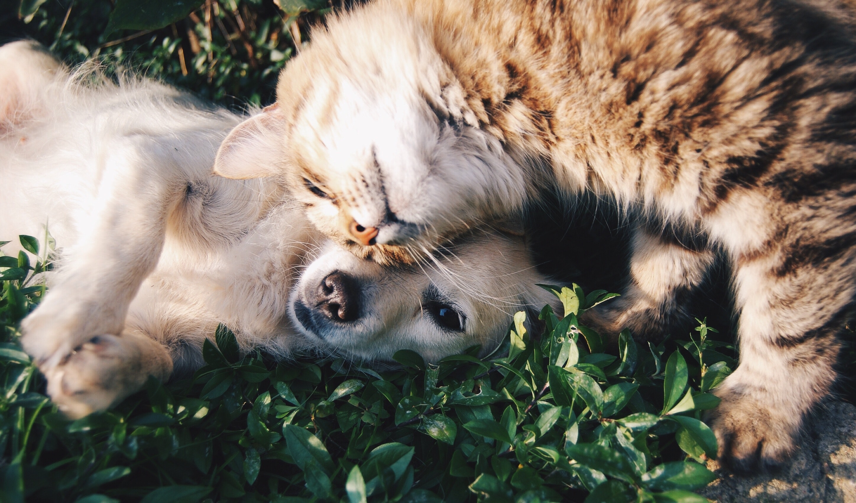cat and dog cat and dog