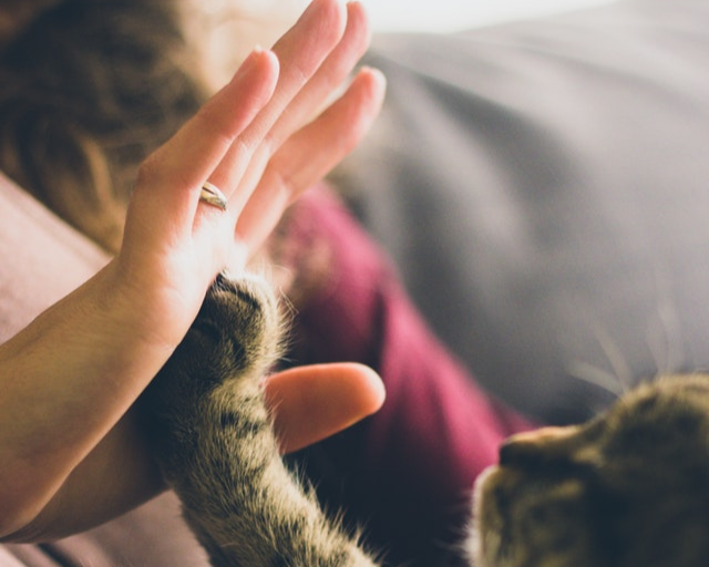 cat high five