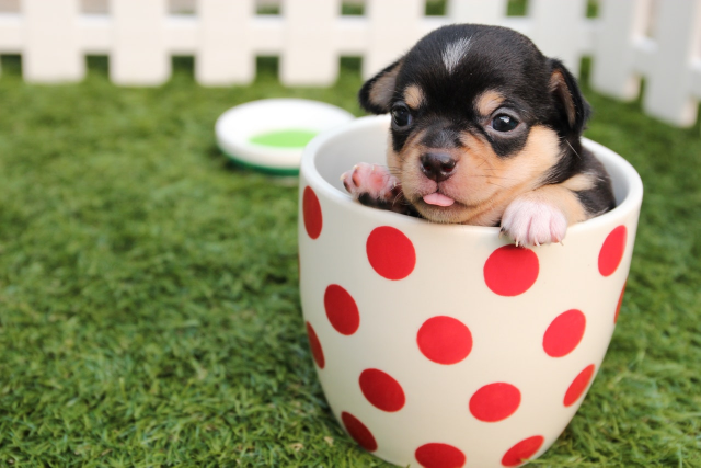 chihuahua puppy with tiny claws