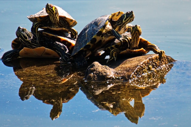 terrapin in daylight