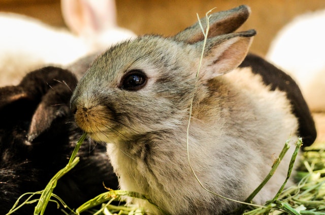 rabbits eating greens