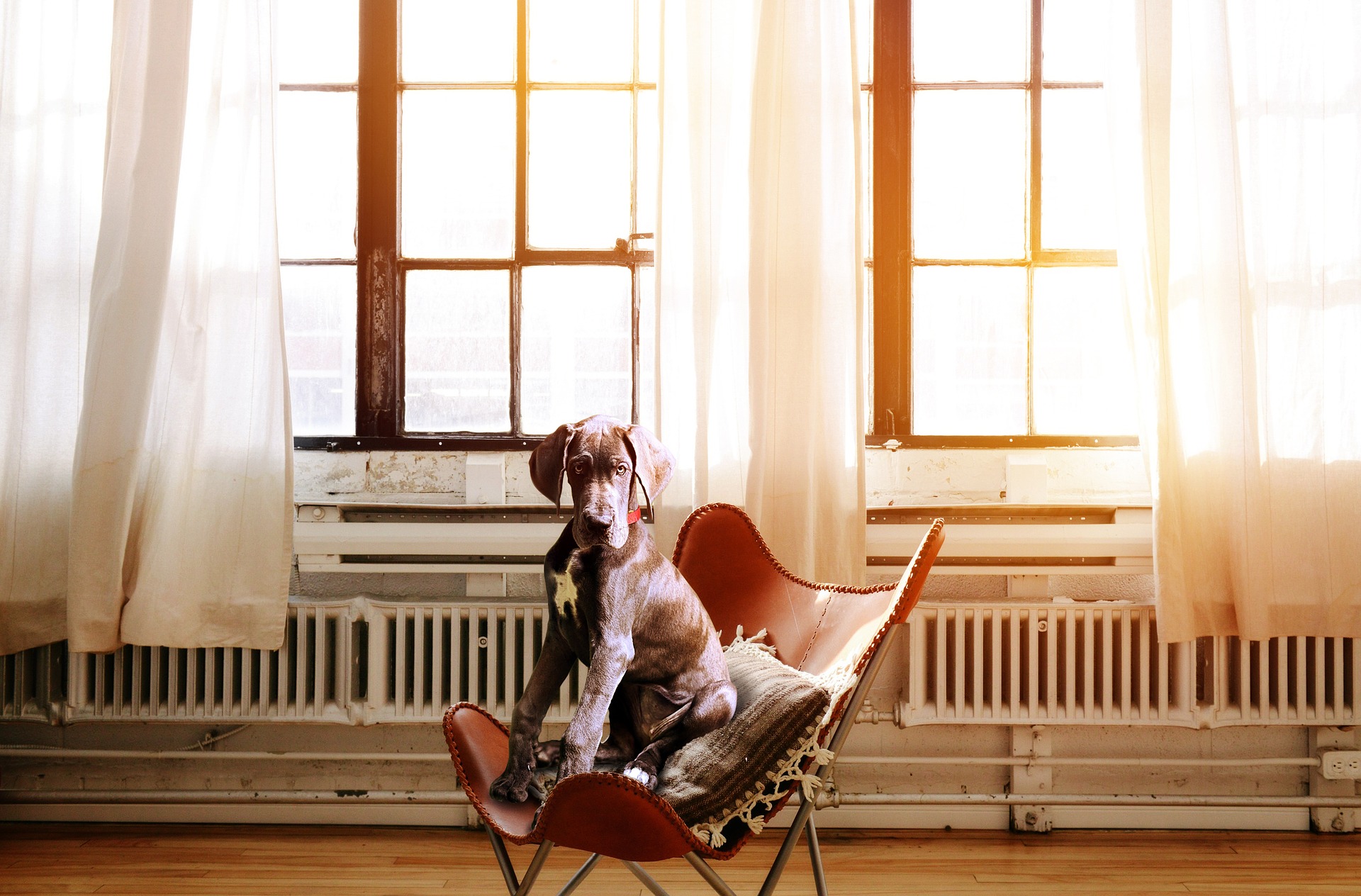 great dane great dane