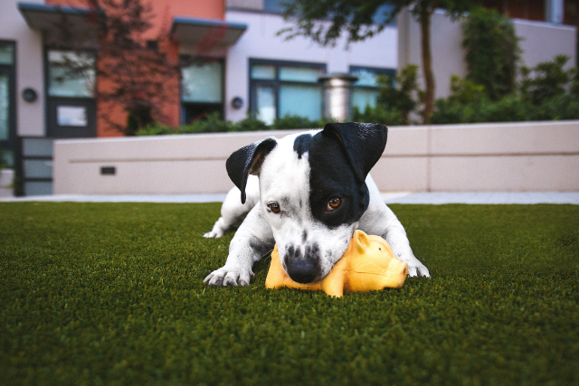 chew toys for dogs